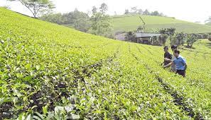 Hiệu quả kinh tế từ c&amp;aacute;c đồi ch&amp;egrave; mang lại qua chương tr&amp;igrave;nh x&amp;acirc;y dựng N&amp;ocirc;ng th&amp;ocirc;n mới của huyện Thanh Ba (Ph&amp;uacute; Thọ)