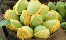 Trái Xoài Việt Nam rộng cửa tại thị  trường Hàn Quốc
