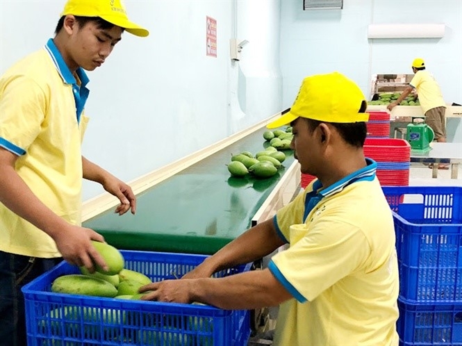 Xoài Việt Nam rộng cửa sang Hàn Quốc Xoài Việt Nam rộng cửa sang Hàn Quốc