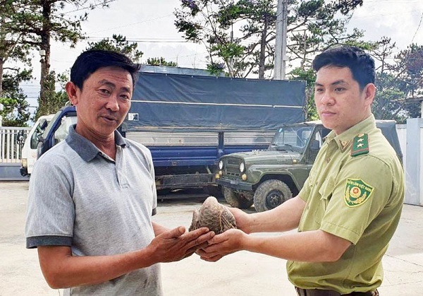 &amp;Ocirc;ng &amp;Ocirc;ng Văn Dũng cư tr&amp;uacute; tại TP. Đ&amp;agrave; Lạt giao nộp c&amp;aacute; thể t&amp;ecirc; t&amp;ecirc; v&amp;agrave;ng Manis pentadactyla cho Hạt Kiểm l&amp;acirc;m TP. Đ&amp;agrave; Lạt