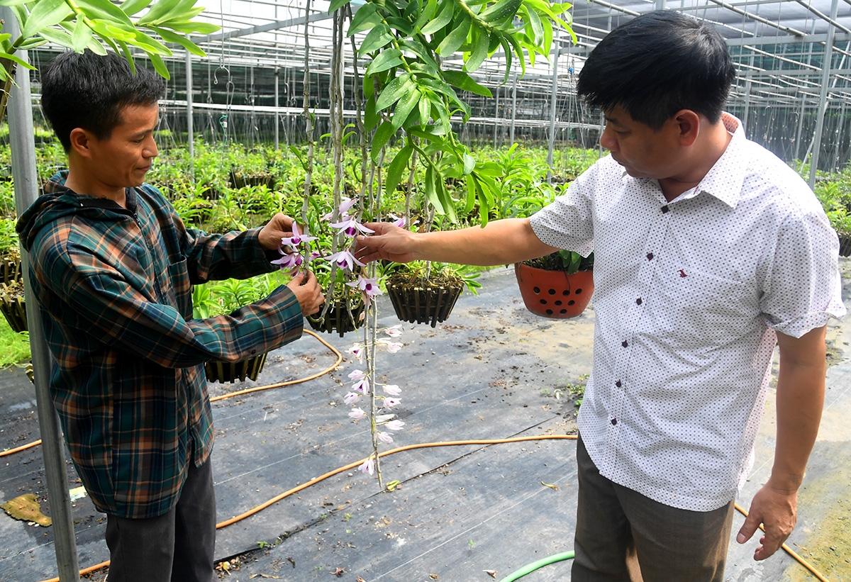 Nhiều người chơi v&amp;agrave; trồng lan cũng kh&amp;ocirc;ng hiểu sao lan đột biến lại c&amp;oacute; gi&amp;aacute; trị cao đến như vậy