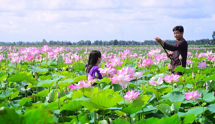 Đồng sen Th&amp;aacute;p Mười nơi du kh&amp;aacute;ch c&amp;oacute; thể tự tay h&amp;aacute;i sen v&amp;agrave; tận hưởng kh&amp;ocirc;ng gian thanh b&amp;igrave;nh nơi đ&amp;acirc;y