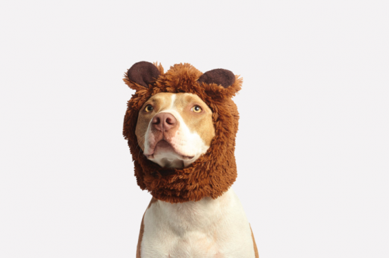 Hấp dẫn hơn cả Haidilao, kinh doanh đám tang thú cưng trở thành “mỏ vàng” mới ở Trung Quốc