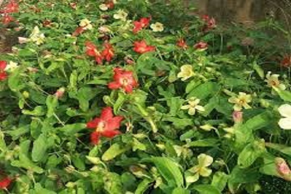 Cây sâm báo thời kỳ phát triển Cây sâm báo thời kỳ phát triển