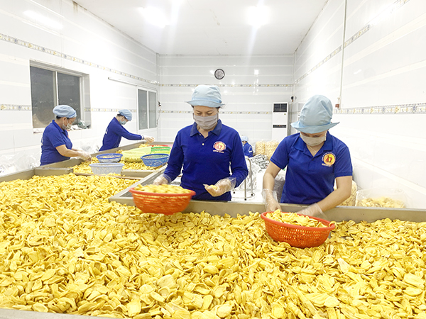 Chế biến m&amp;iacute;t sấy tại một c&amp;ocirc;ng ty chế biến n&amp;ocirc;ng sản tại huyện Định Qu&amp;aacute;n, tỉnh Đồng Nai.
