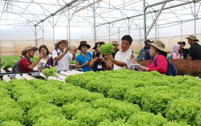 M&amp;ocirc; h&amp;igrave;nh trồng rau sạch, an to&amp;agrave;n ở Ninh B&amp;igrave;nh. Ảnh: Internet