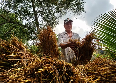 Niềm vui phấn khởi của n&amp;ocirc;ng d&amp;acirc;n khi thu hoạch l&amp;uacute;a hữu cơ