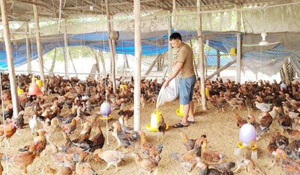 Nguồn vốn cho vay ph&amp;aacute;t huy hiệu quả gi&amp;uacute;p cho người ngh&amp;egrave;o x&amp;atilde; Th&amp;aacute;i H&amp;ograve;a c&amp;oacute; th&amp;ecirc;m nhiều cơ hội vươn l&amp;ecirc;n