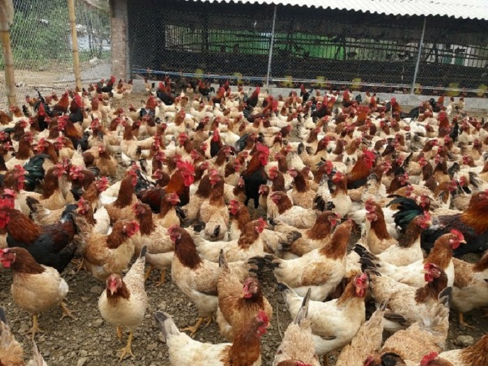 G&amp;agrave; Lạc Thủy l&amp;agrave; giống g&amp;agrave; đặc hữu v&amp;agrave; qu&amp;yacute; hiếm c&amp;oacute; nguồn gốc từ huyện Lạc Thủy, tỉnh H&amp;ograve;a B&amp;igrave;nh v&amp;agrave; được nu&amp;ocirc;i từ kh&amp;aacute; l&amp;acirc;u đời. Ảnh: Internet