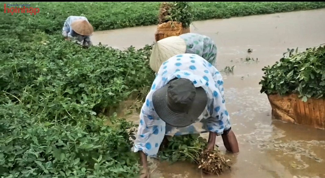 nhiều n&amp;ocirc;ng d&amp;acirc;n đang đội mưa, vội v&amp;atilde; thu hoạch đậu phộng (lạc) đ&amp;atilde; bị nước ngập s&amp;acirc;u, với hy vọng cứu vớt được ch&amp;uacute;t &amp;iacute;t vốn đ&amp;atilde; bỏ ra.