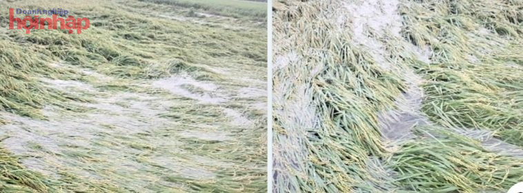 Theo ghi nhận, v&amp;agrave;o ng&amp;agrave;y 1-4, tại nhiều c&amp;aacute;nh đồng dọc Quốc lộ 1A tại c&amp;aacute;c huyện Ph&amp;uacute; Ninh, Thăng B&amp;igrave;nh, Duy Xuy&amp;ecirc;n, nhiều ruộng l&amp;uacute;a ngập s&amp;acirc;u trong nước