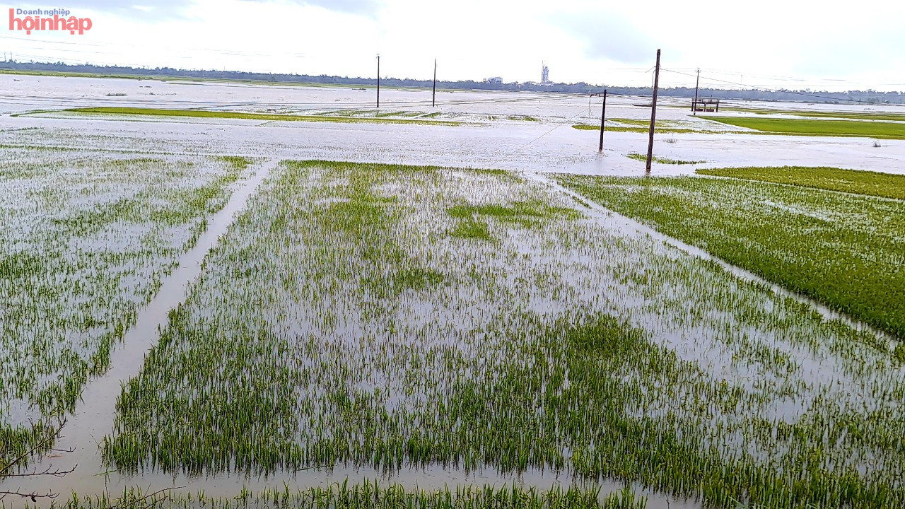 Theo Sở N&amp;ocirc;ng nghiệp v&amp;agrave; Ph&amp;aacute;t triển n&amp;ocirc;ng th&amp;ocirc;n tỉnh Quảng Ng&amp;atilde;i cho hay, to&amp;agrave;n tỉnh gieo sạ hơn 38.000 ha l&amp;uacute;a. Đến thời điểm n&amp;agrave;y, l&amp;uacute;a đang trong giai đoạn l&amp;agrave;m đ&amp;ograve;ng, trổ b&amp;ocirc;ng v&amp;agrave; bắt đầu ch&amp;iacute;n.