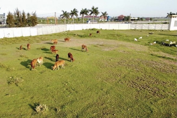 Dự &amp;aacute;n bỏ hoang th&amp;agrave;nh nhiều năm, th&amp;agrave;nh nơi chăn tr&amp;acirc;u thả b&amp;ograve;