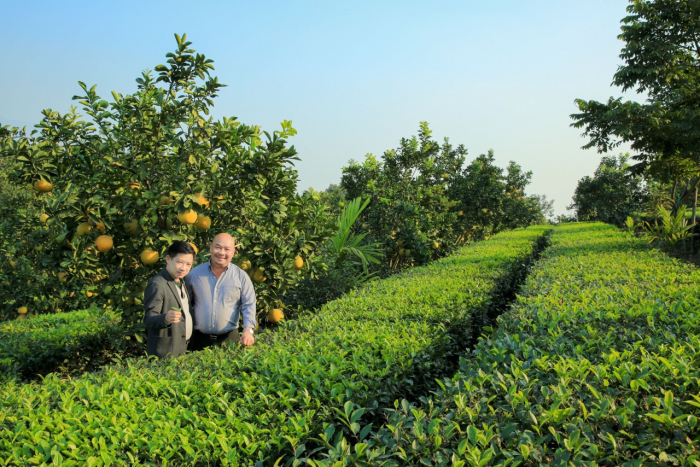 Du kh&amp;aacute;ch về tham quan đồi ch&amp;egrave; Đồng Trung, huyện Thanh Thủy