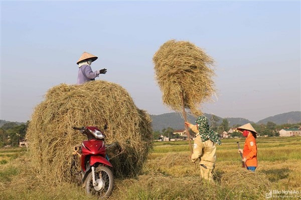 Phụ phẩm trong n&amp;ocirc;ng nghiệp sẽ được tận dụng trở th&amp;agrave;nh nguy&amp;ecirc;n liệu để sản xuất điện sinh khối