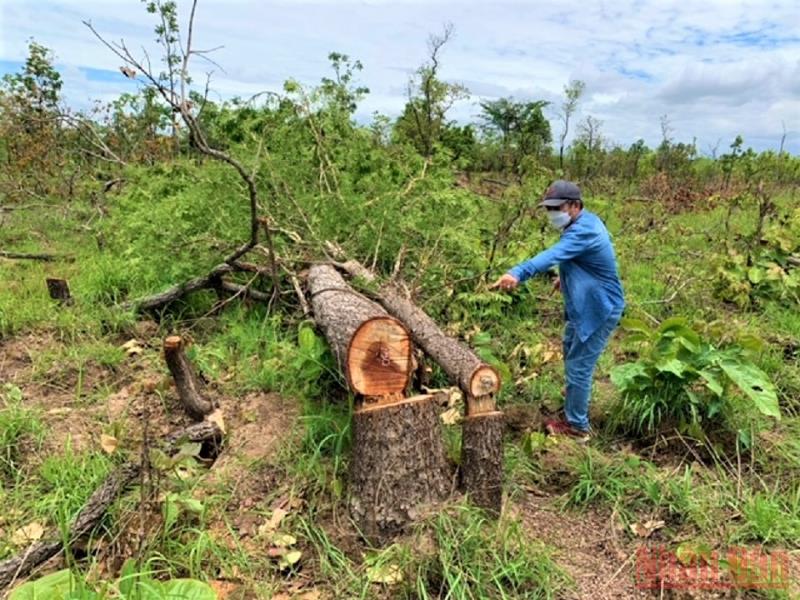 hơn 300 ha rừng ở tiểu khu 205 bị ph&amp;aacute; trắng, kh&amp;ocirc;ng s&amp;oacute;t một c&amp;acirc;y gỗ n&amp;agrave;o.