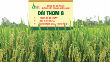 Lãi ròng của Giống cây trồng Miền Nam tăng mạnh trong quý đầu năm