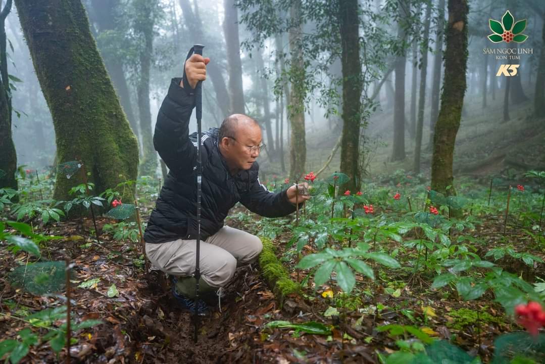 Rừng - S&amp;acirc;m Ngọc Linh - c&amp;aacute;c loại Dược liệu gắn với Du lịch l&amp;agrave; lợi thế của huyện Tu Mơ R&amp;ocirc;ng