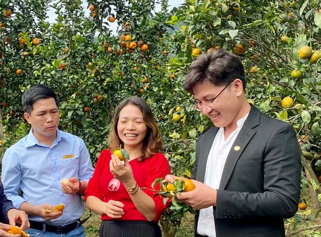 Sản phẩm quả c&amp;oacute; m&amp;uacute;i hữu cơ xuất xứ từ trang trại của HTX Organic Hopefarm,  x&amp;atilde; Mỹ H&amp;ograve;a (T&amp;acirc;n Lạc) được thị trường H&amp;agrave; Nội ưa chuộng.