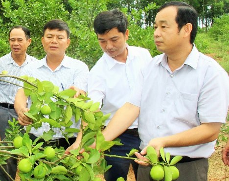 L&amp;atilde;nh đạo huyện Đ&amp;ocirc; Lương thăm m&amp;ocirc; h&amp;igrave;nh trồng chanh kh&amp;ocirc;ng hạt ở x&amp;atilde; Thuận Sơn