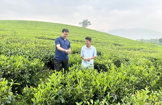 Năm 2022, tỉnh Ph&amp;uacute; Thọ đạt 60.000 tấn ch&amp;egrave; th&amp;agrave;nh phẩm, trong đ&amp;oacute; 70% l&amp;agrave; ch&amp;egrave; đen, 30% ch&amp;egrave; xanh v&amp;agrave; c&amp;aacute;c loại ch&amp;egrave; kh&amp;aacute;c