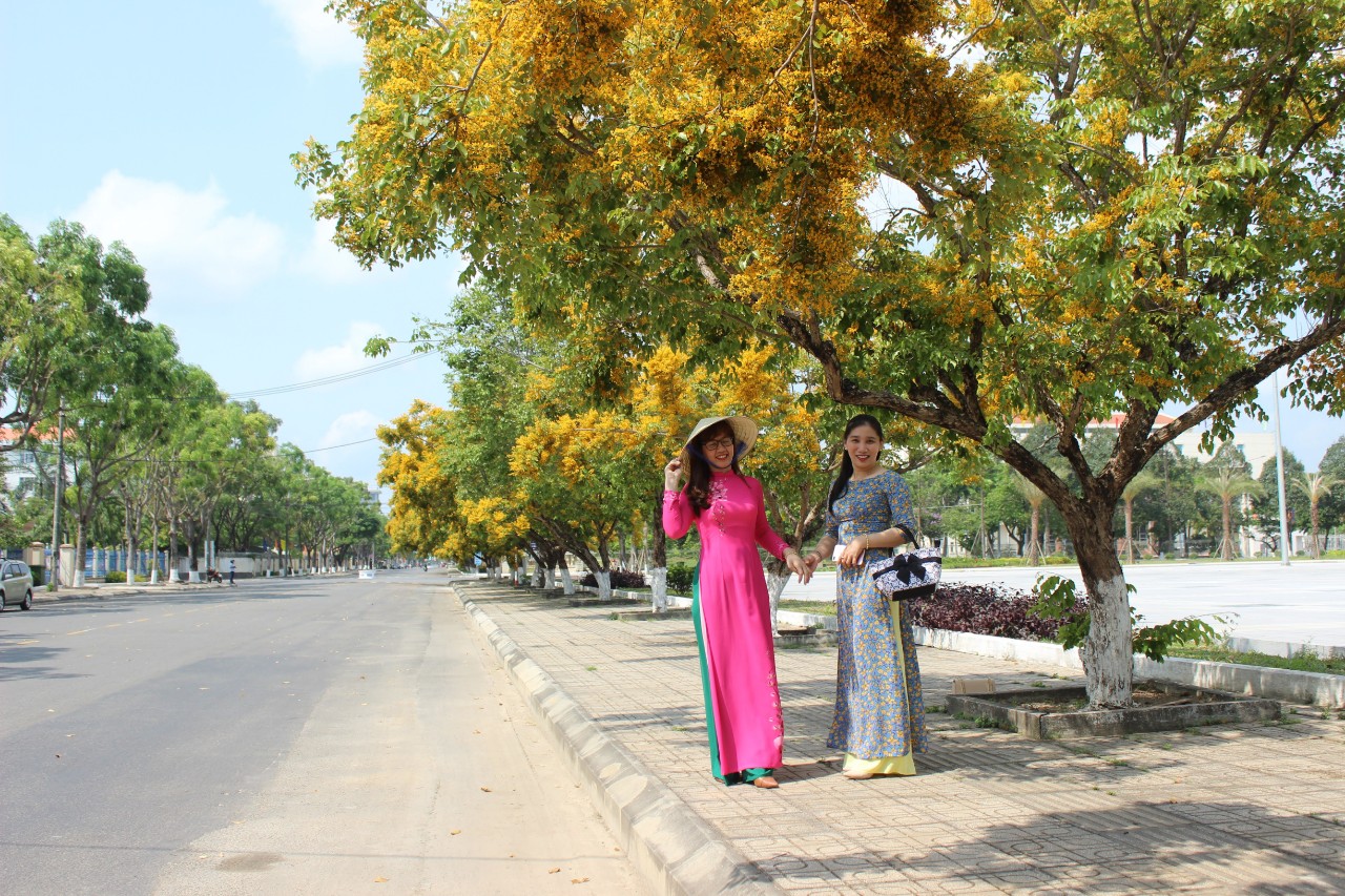 Những c&amp;acirc;y c&amp;acirc;y sưa hoa v&amp;agrave;ng đang v&amp;agrave;o m&amp;ugrave;a khoe sắc tr&amp;ecirc;n khắp c&amp;aacute;c nẻo đường của th&amp;agrave;nh phố Tam Kỳ