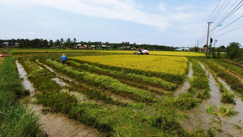 Sau trận mưa đ&amp;aacute;, k&amp;egrave;m theo gi&amp;oacute; lốc tại TP Kon Tum c&amp;oacute; khoảng 80ha l&amp;uacute;a bị hư hại bị thiệt hại tr&amp;ecirc;n 70%.