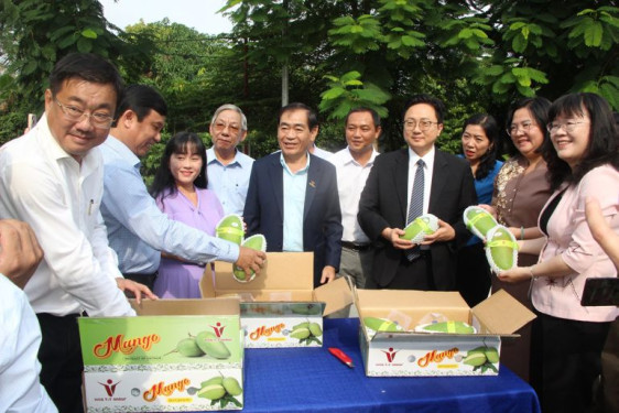 An Giang: Xuất khẩu xoài tăng mạnh nhờ đẩy mạnh ứng dụng khoa học - kỹ thuật trong sản xuất