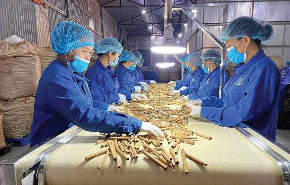 Thủ tướng chỉ đạo gỡ khó, tạo đà cho xuất khẩu dược liệu