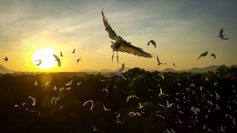 C&amp;aacute;nh c&amp;ograve; trắng tinh kh&amp;ocirc;i - tung bay trong b&amp;oacute;ng ho&amp;agrave;ng h&amp;ocirc;n