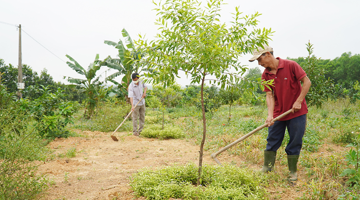 N&amp;ocirc;ng d&amp;acirc;n th&amp;ocirc;n An Mỹ, x&amp;atilde; Cam Tuyền, huyện Cam Lộ chăm s&amp;oacute;c c&amp;acirc;y đ&amp;agrave;n hương