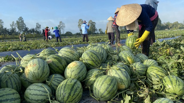 Doanh nghiệp cần biết ch&amp;iacute;nh s&amp;aacute;ch kiểm so&amp;aacute;t nhập khẩu của Trung Quốc với dưa hấu Việt