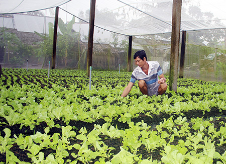 Nhờ được ng&amp;agrave;nh n&amp;ocirc;ng nghiệp địa phương đầu tư nh&amp;agrave; lưới, hỗ trợ kỹ thuật b&amp;agrave;i bản m&amp;agrave; nhiều n&amp;ocirc;ng d&amp;acirc;n trồng rau ở ấp 7, x&amp;atilde; Long Trị A, khấm kh&amp;aacute;.