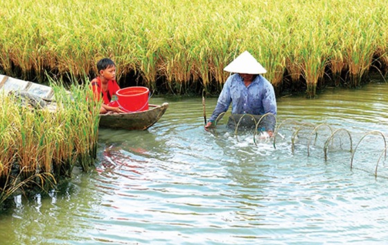 Ki&amp;ecirc;n Giang nỗ lực nhiều giải ph&amp;aacute;o trong sản xuất để ứng ph&amp;oacute; với biến đổi kh&amp;iacute; hậu