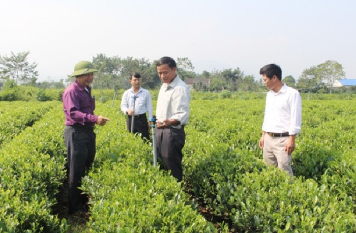 Từ nguồn Quỹ HTND, hội vi&amp;ecirc;n n&amp;ocirc;ng d&amp;acirc;n trồng ch&amp;egrave; ở huyện Đồng Hỷ đ&amp;atilde; mạnh dạn đầu tư trồng ch&amp;egrave;. Ảnh: Internet