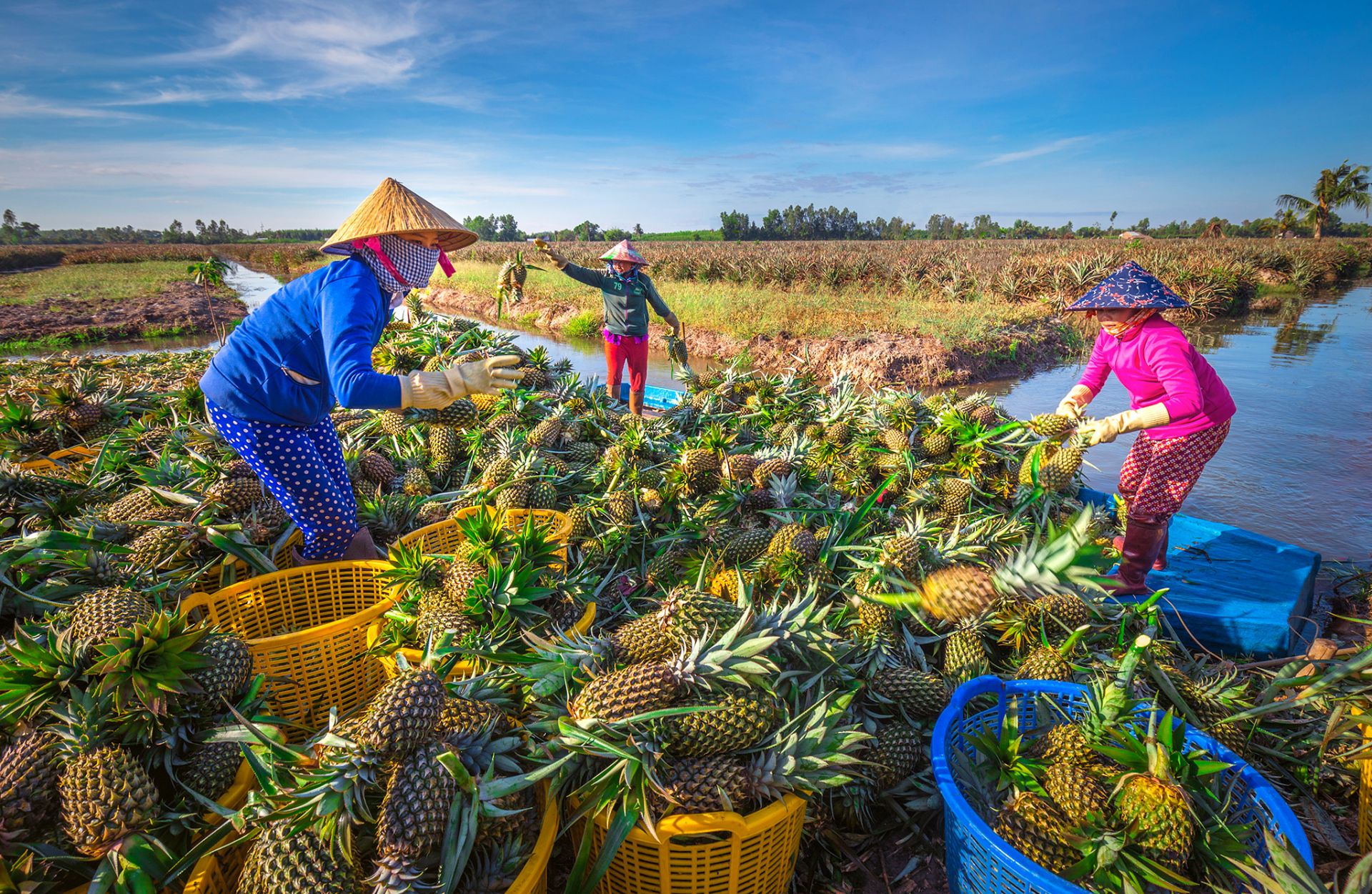 Tỉnh Hậu Giang hướng tới cơ cấu lại ng&amp;agrave;nh n&amp;ocirc;ng nghiệp, ph&amp;aacute;t triển n&amp;ocirc;ng nghiệp theo hướng bền vững, ưu ti&amp;ecirc;n nguồn lực hỗ trợ c&amp;aacute;c doanh nghiệp, hợp t&amp;aacute;c x&amp;atilde;, ph&amp;aacute;t triển kinh tế tuần ho&amp;agrave;n.