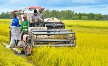 Từ 24/6 sẽ hỗ trợ tới 90% phí bảo hiểm nông nghiệp