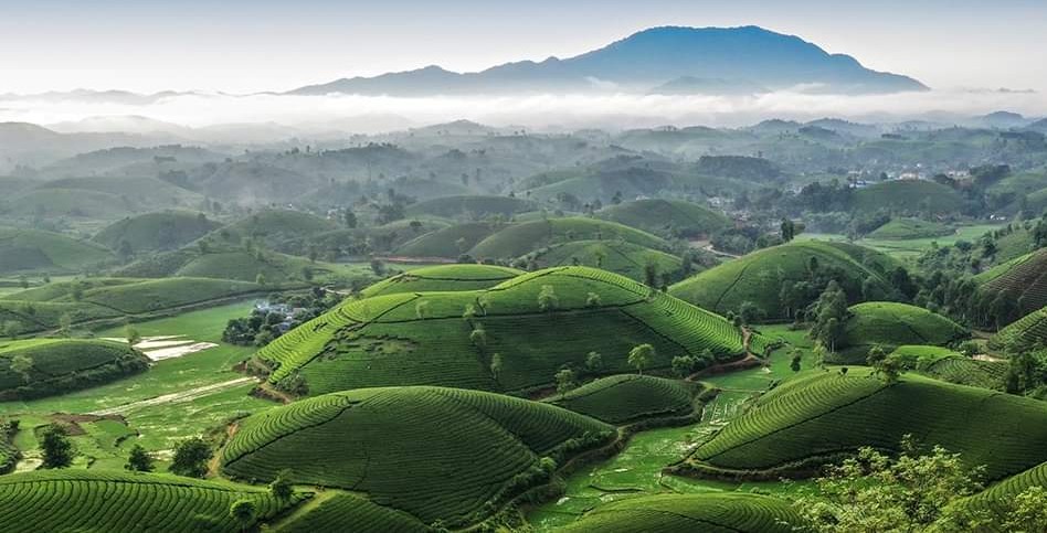 Đồi ch&amp;egrave; Long Cốc tại Ph&amp;uacute; Thọ (Ảnh minh họa)