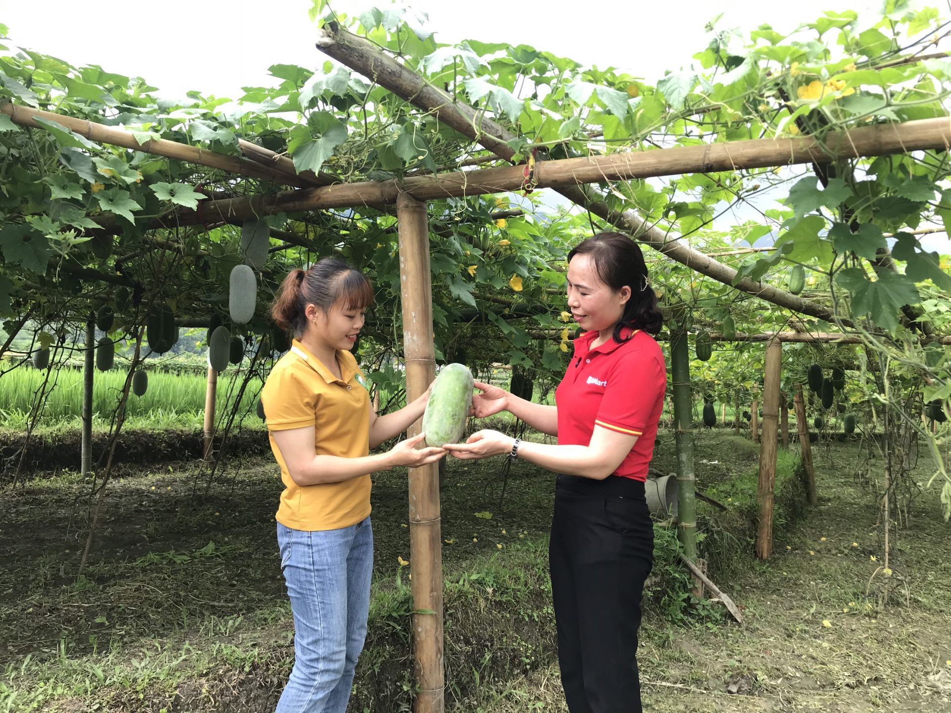 Đại diện WinCommerce l&amp;agrave;m việc c&amp;ugrave;ng b&amp;agrave; con tại Vườn b&amp;iacute; xanh thơm Bắc Kạn