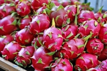 Thanh Long Việt Nam đang rất được ưa chuộng tại Australia