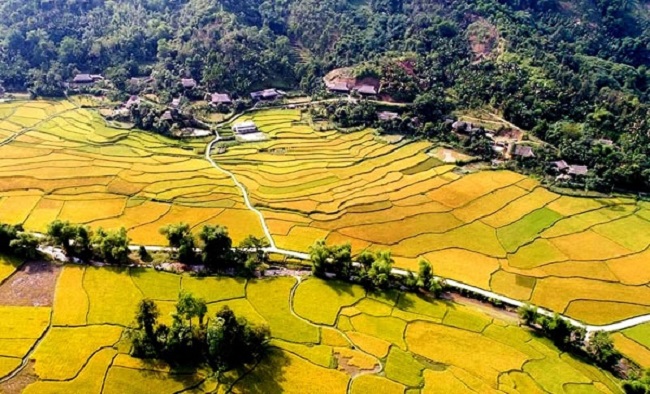 M&amp;ugrave;a l&amp;uacute;a ch&amp;iacute;n tại x&amp;atilde; Nghĩa Đ&amp;ocirc;, Bảo Y&amp;ecirc;n, L&amp;agrave;o Cai lu&amp;ocirc;n thu h&amp;uacute;t kh&amp;aacute;ch du lịch v&amp;agrave; c&amp;aacute;c nhiếp ảnh gia.