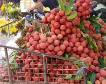 Việt Nam đang phấn đấu xuất khẩu 1.500 tấn vải thiều sang Hoa Kỳ
