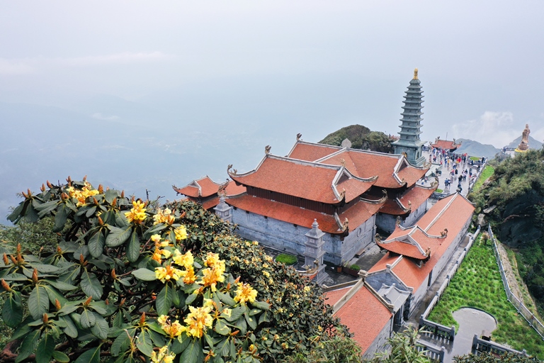 Hoa đỗ quy&amp;ecirc;n c&amp;agrave;nh th&amp;ocirc; nở v&amp;agrave;ng rực một g&amp;oacute;c trời th&amp;aacute;ng 4