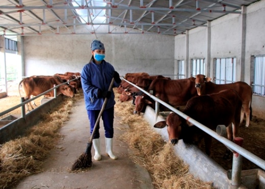 Nhờ nguồn vốn t&amp;iacute;n dụng ch&amp;iacute;nh s&amp;aacute;ch ưu đ&amp;atilde;i, chị Nguyễn Thị Xu&amp;acirc;n đ&amp;atilde; c&amp;oacute; điều kiện để x&amp;acirc;y dựng v&amp;agrave; ph&amp;aacute;t triển m&amp;ocirc; h&amp;igrave;nh chăn nu&amp;ocirc;i b&amp;ograve; sinh sản cho thu nhập tốt, gi&amp;uacute;p gia đ&amp;igrave;nh chị tho&amp;aacute;t khỏi ho&amp;agrave;n cảnh kh&amp;oacute; khăn, vươn l&amp;ecirc;n th&amp;agrave;nh hộ kh&amp;aacute; giả v&amp;agrave; chu cấp cho c&amp;aacute;c con ăn học đến nơi đến chốn