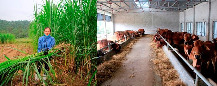 Chị Xu&amp;acirc;n nh&amp;igrave;n nhận: T&amp;iacute;n dụng ch&amp;iacute;nh s&amp;aacute;ch ưu đ&amp;atilde;i thực sự l&amp;agrave; &amp;ldquo;b&amp;agrave; đỡ&amp;rdquo; hỗ trợ, &amp;ldquo;tiếp sức&amp;rdquo; cho  gia đ&amp;igrave;nh ch&amp;uacute;ng t&amp;ocirc;i c&amp;oacute; điều kiện x&amp;acirc;y dựng  m&amp;ocirc; h&amp;igrave;nh chăn nu&amp;ocirc;i hiệu quả để ph&amp;aacute;t triển kinh tế bền vững
