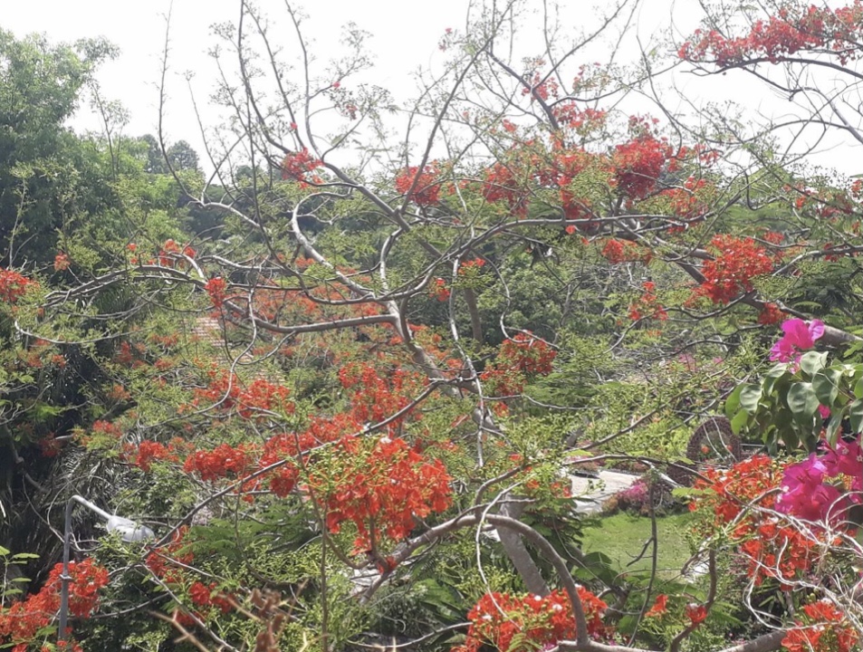 Những cội phượng gi&amp;agrave; vẫn bền bỉ nở hoa chiến thắng