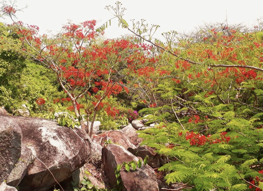 Phượng hồng Tức Dụp len qua ng&amp;aacute;ch đ&amp;aacute; khoe sắc rực rỡ