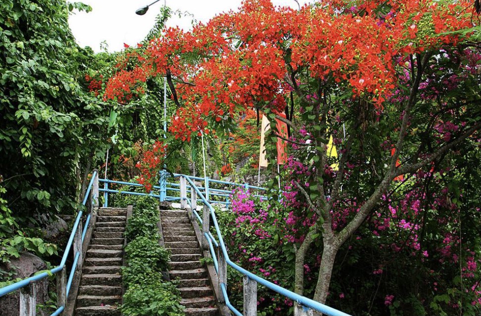 Phượng hồng chỉ lối Đồi thi&amp;ecirc;ng