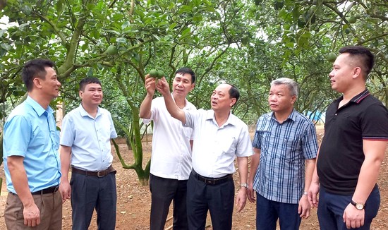 M&amp;ocirc; h&amp;igrave;nh bưởi đ&amp;atilde; được cấp m&amp;atilde; số v&amp;ugrave;ng trồng tại x&amp;atilde; V&amp;acirc;n Đồn, huyện Đoan H&amp;ugrave;ng