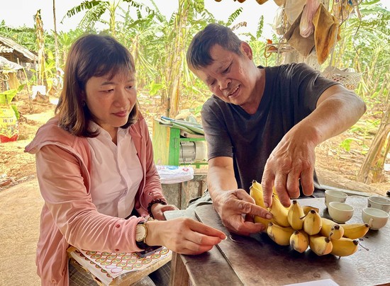 Sản phẩm chuối của tổ hợp t&amp;aacute;c sản xuất chuối x&amp;atilde; Vĩnh Lại, huyện L&amp;acirc;m Thao được cấp MSVT